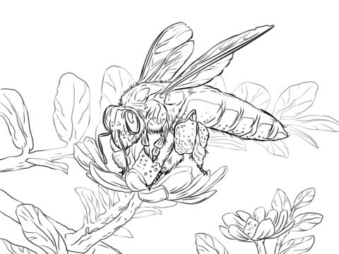 Giant Honey Bee Coloring Page